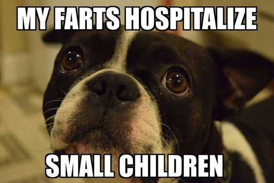 boston-terrier-fart-meme.jpg